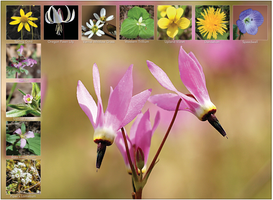 Wildflower Calendar Page