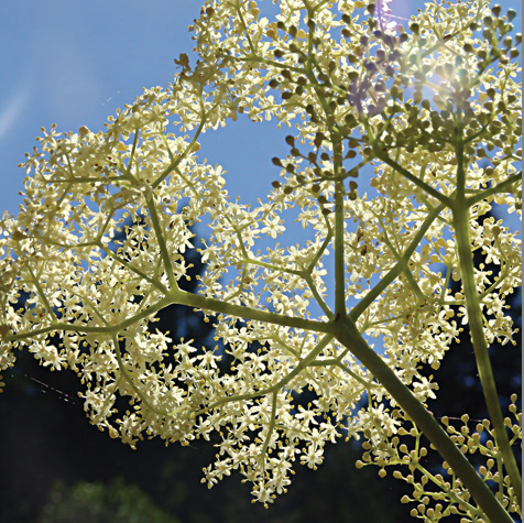 Elderberry