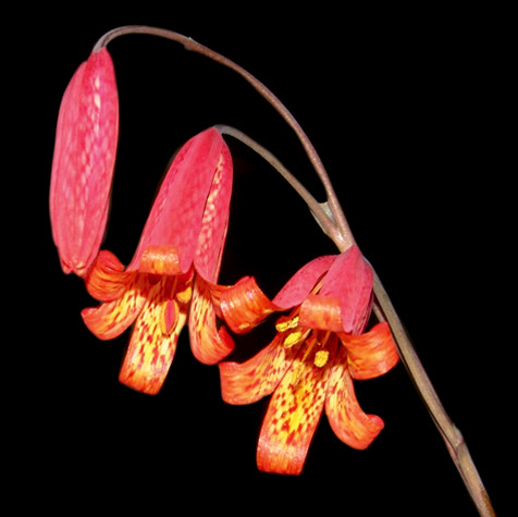 Scarlet Fritilary