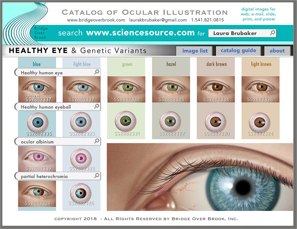 Catalog of Ocular Illustration