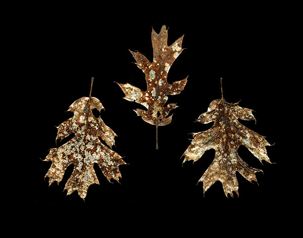 Oak Leaf Freckles
