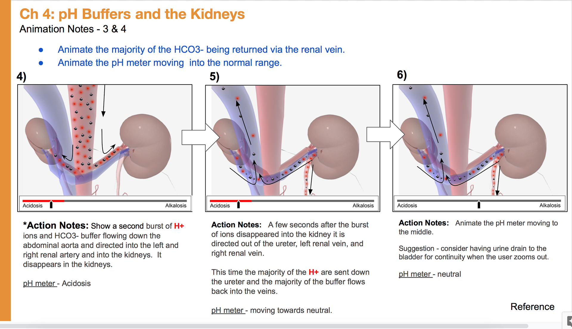 Animation notes steps 4-6 in the pH buffering via the kidney.