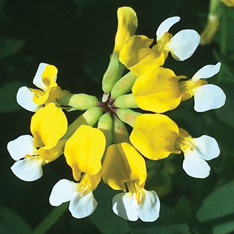 Deer Bog Vetch