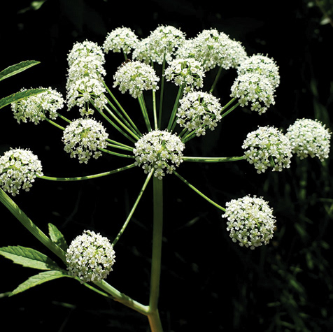 Water Hemlock