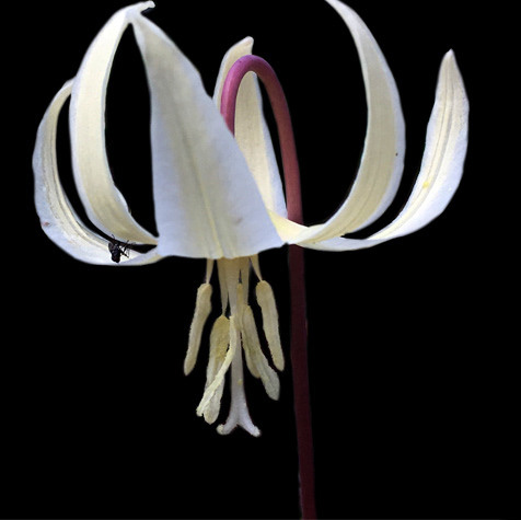 Oregon Fawn Lily