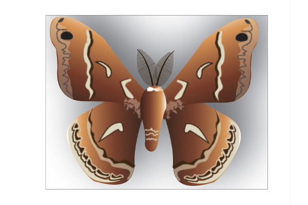Ceanothus Silkmoth