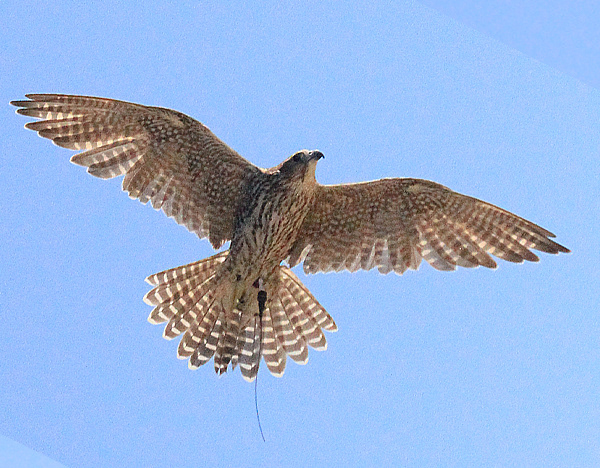 Falcon in Flight