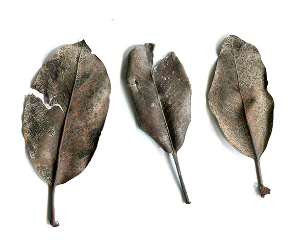Madrone Leaves