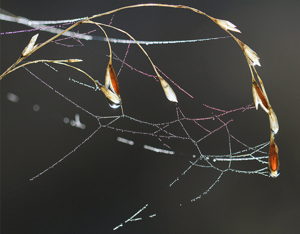 Grass Webs