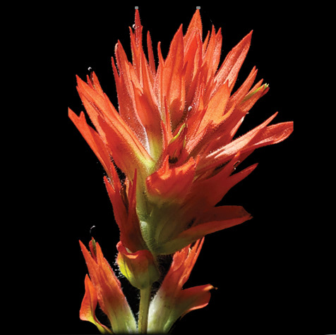 Indian paintbrush