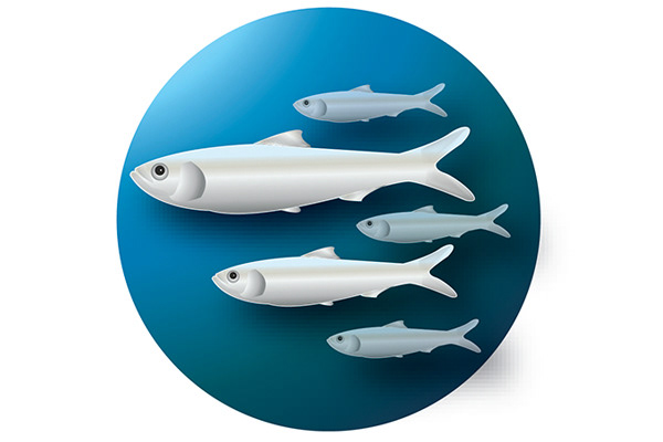 Salmon Herring