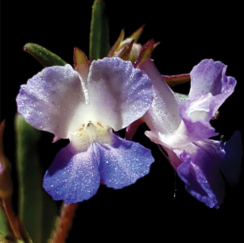 Large Blue-Eyed Mary