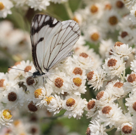 Pearly Everlasting