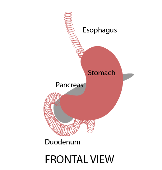 3d anatomical reference guides for animators.