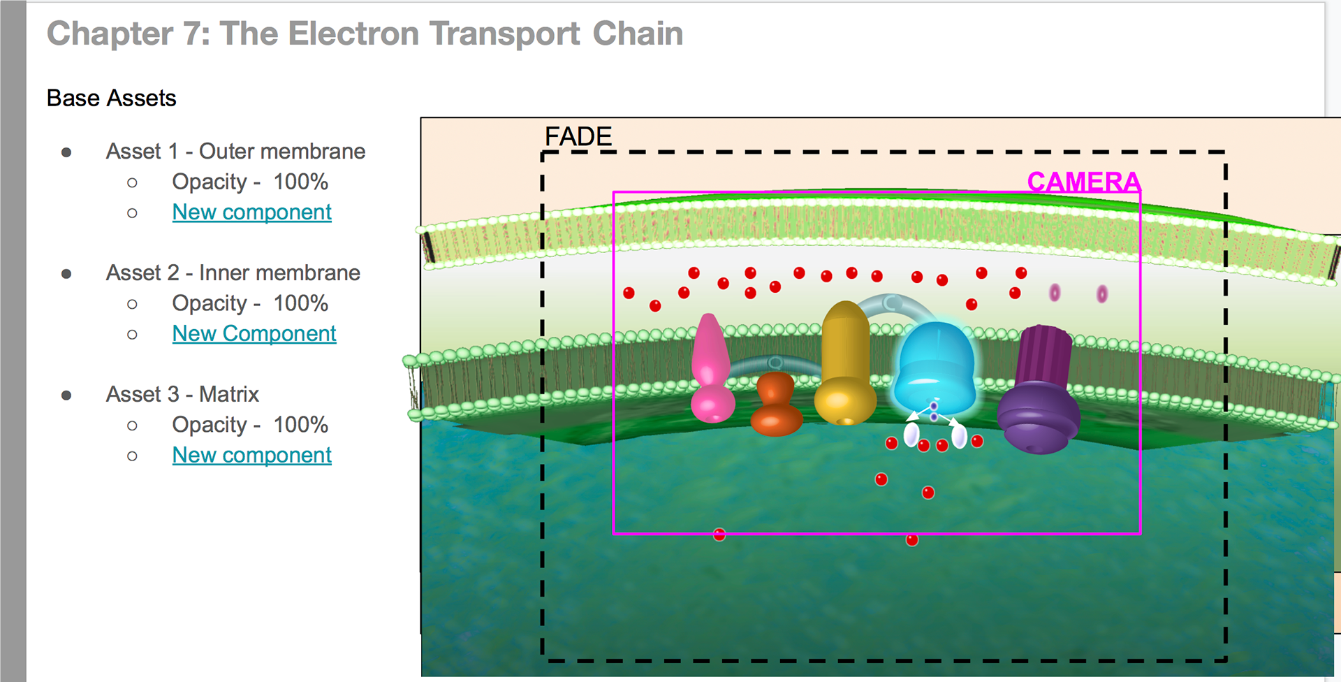 High level overview of Electron Transport Chain (ETC) models
