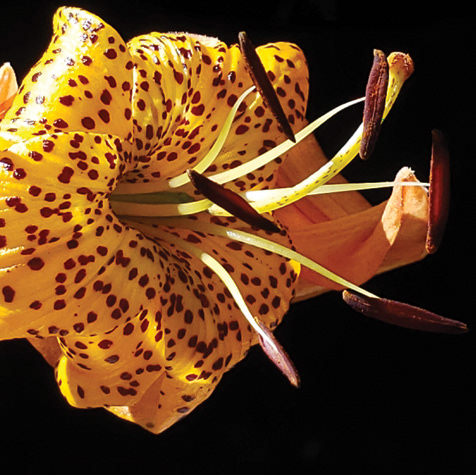 Tiger Lily