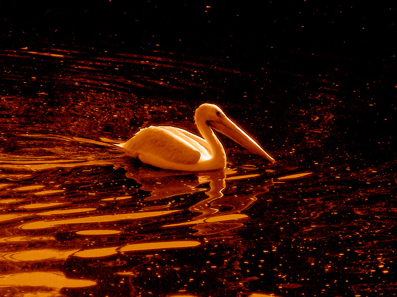 Pelican on Lake Euwana