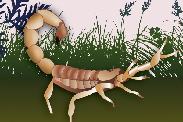 Scorpion
