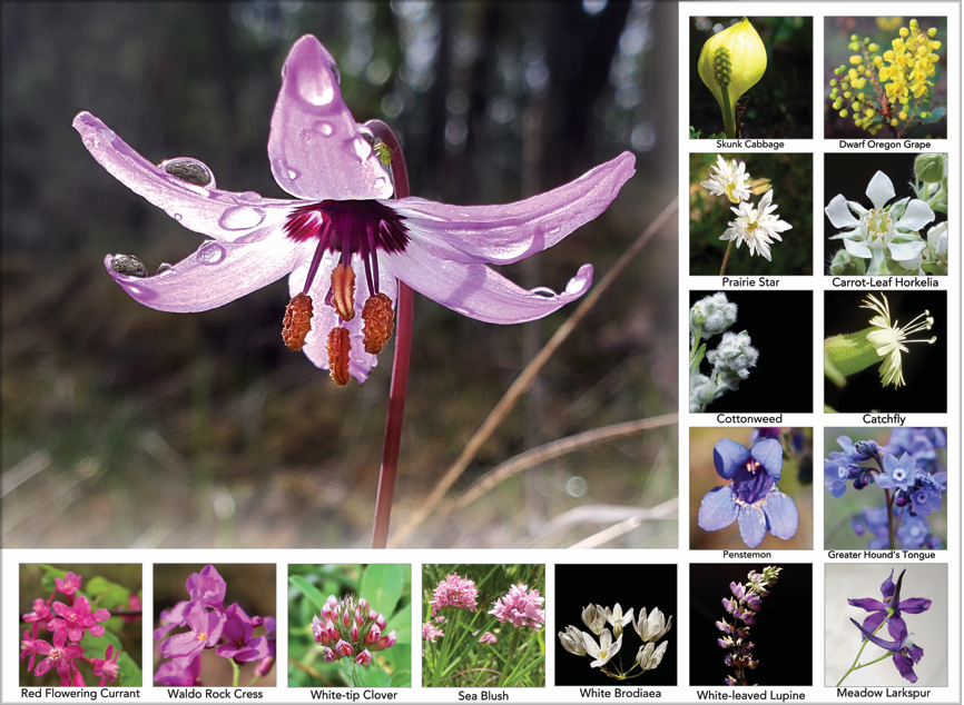 Wildflower Calendar Page