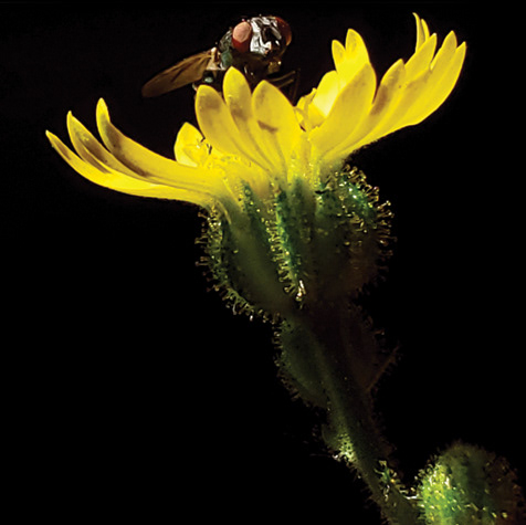 Slender Tarweed