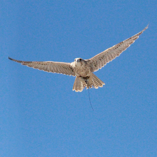 Falcon Series 6