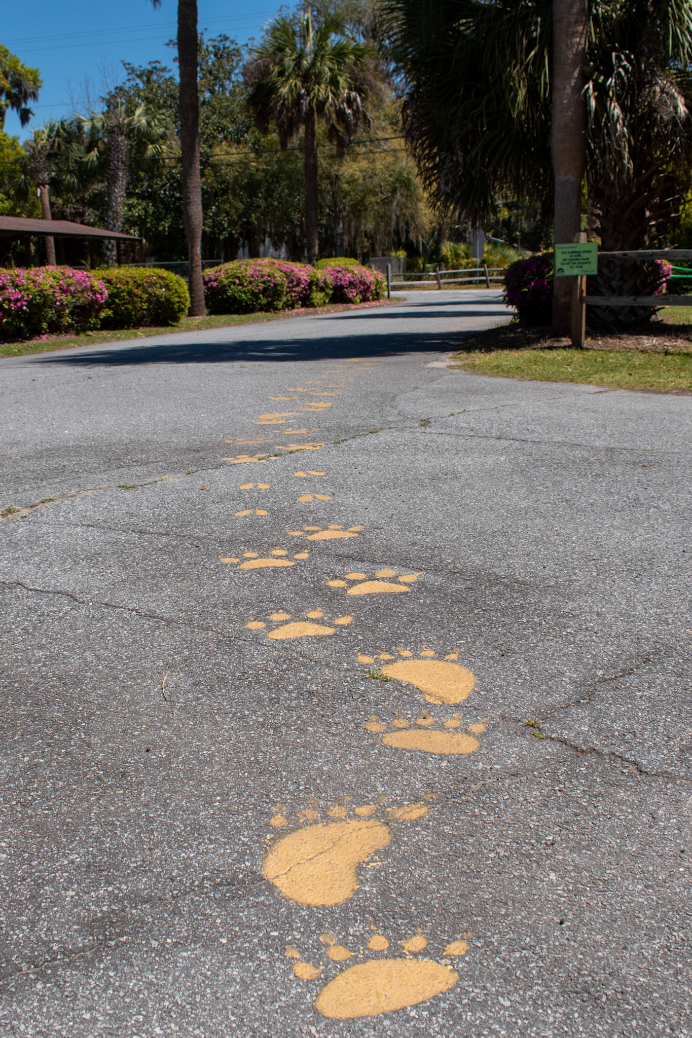 Follow the paw prints