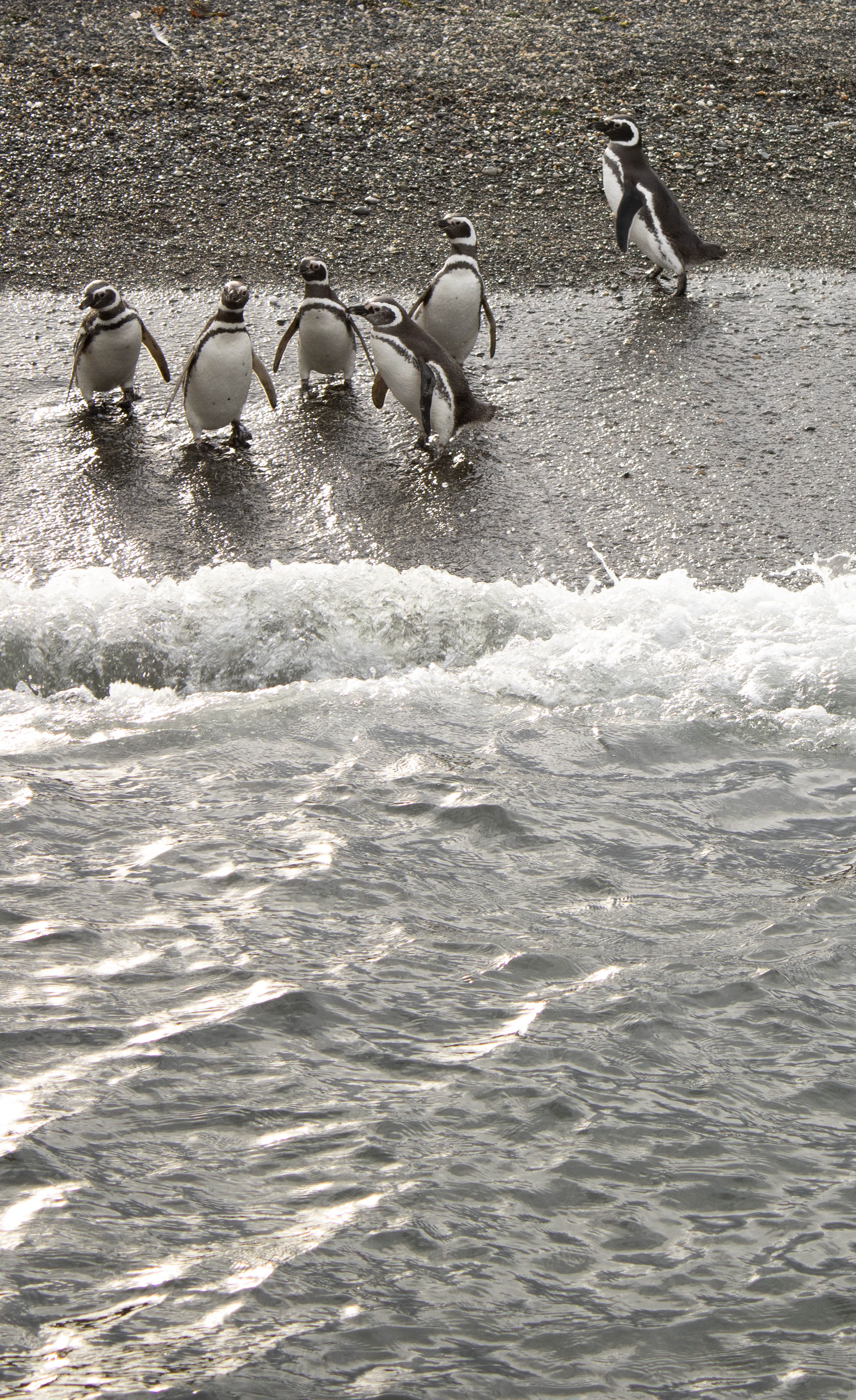 Pinguinera - Ushuaia 2023