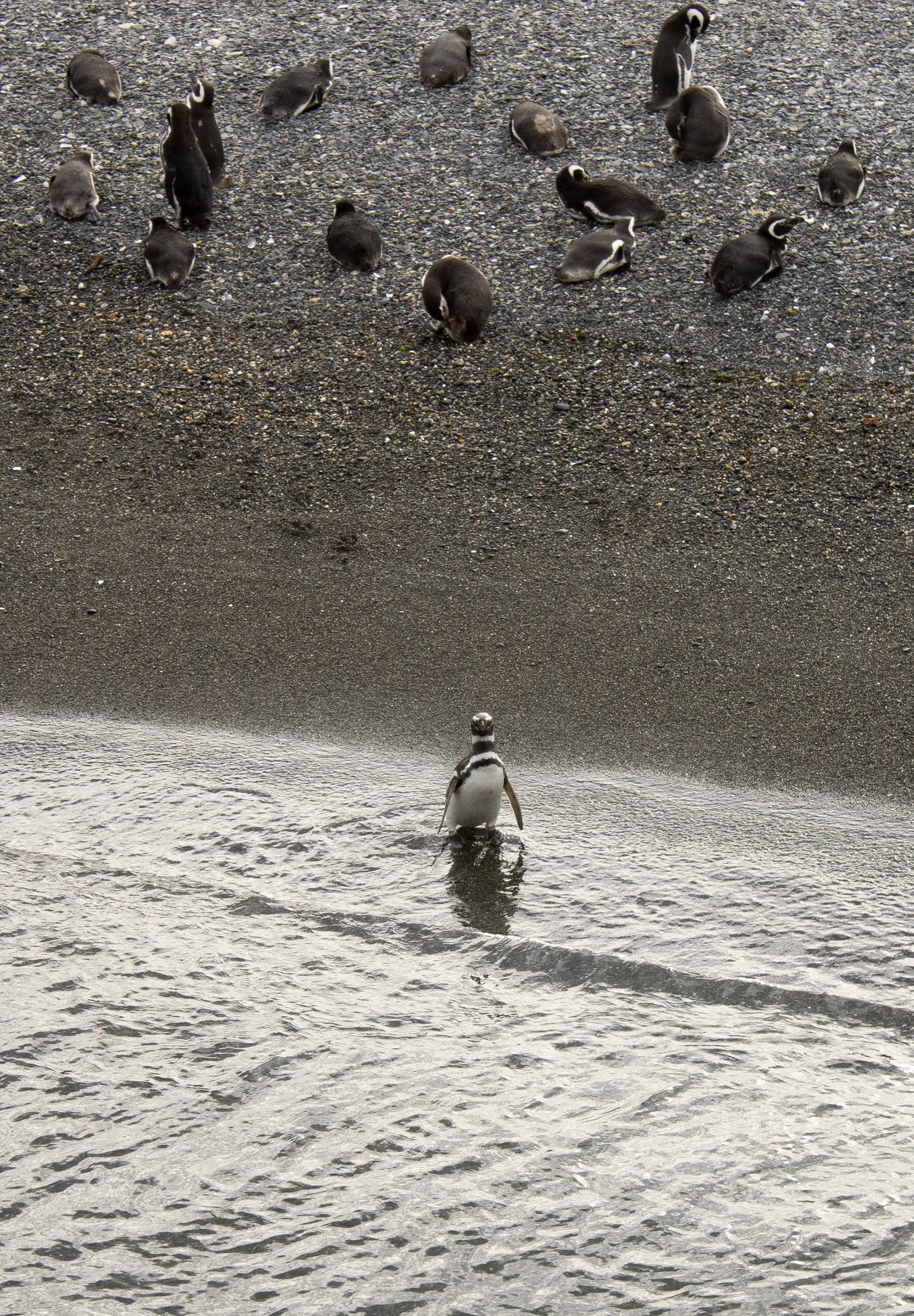 Pinguinera - Ushuaia 2023