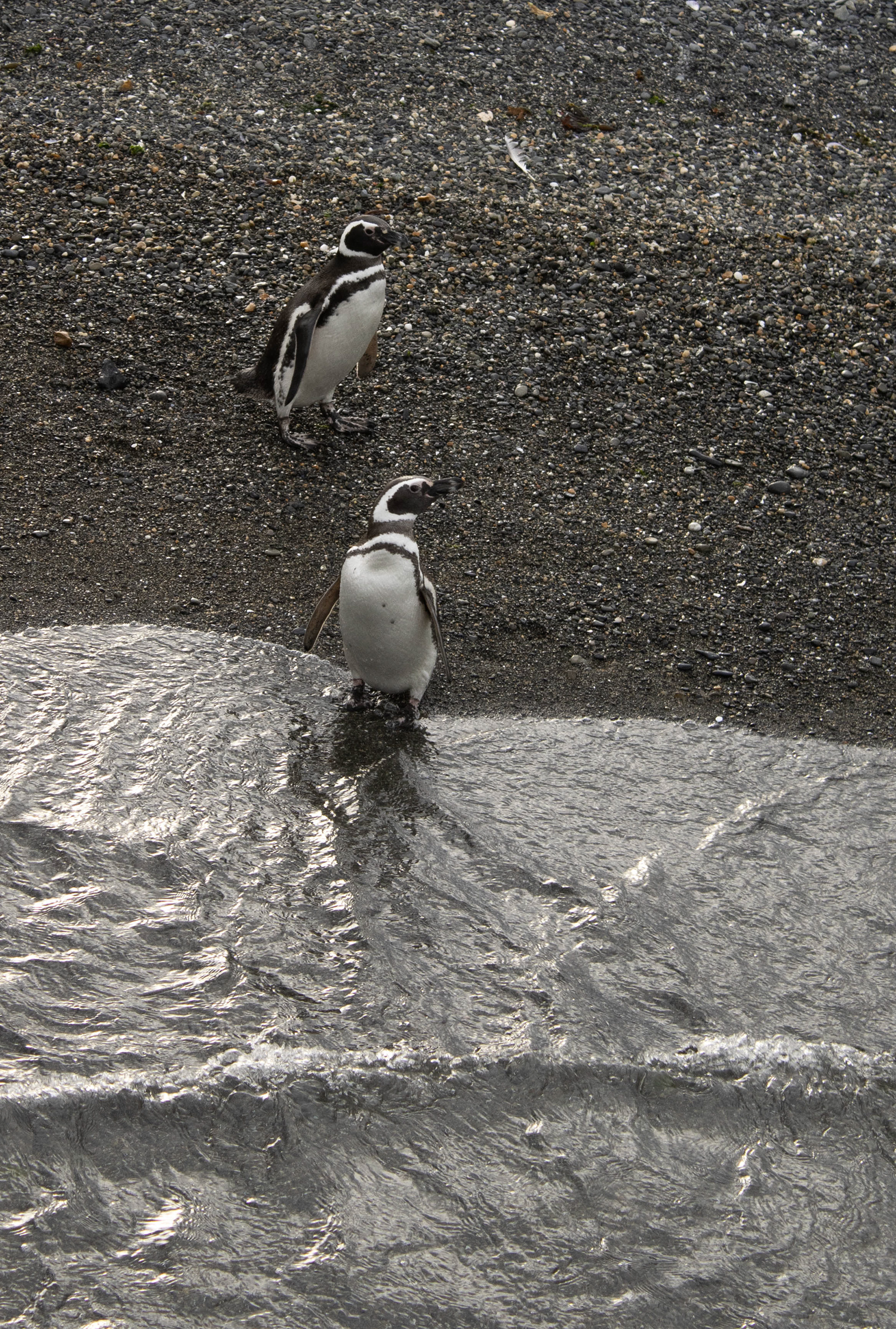 Pinguinera - Ushuaia 2023