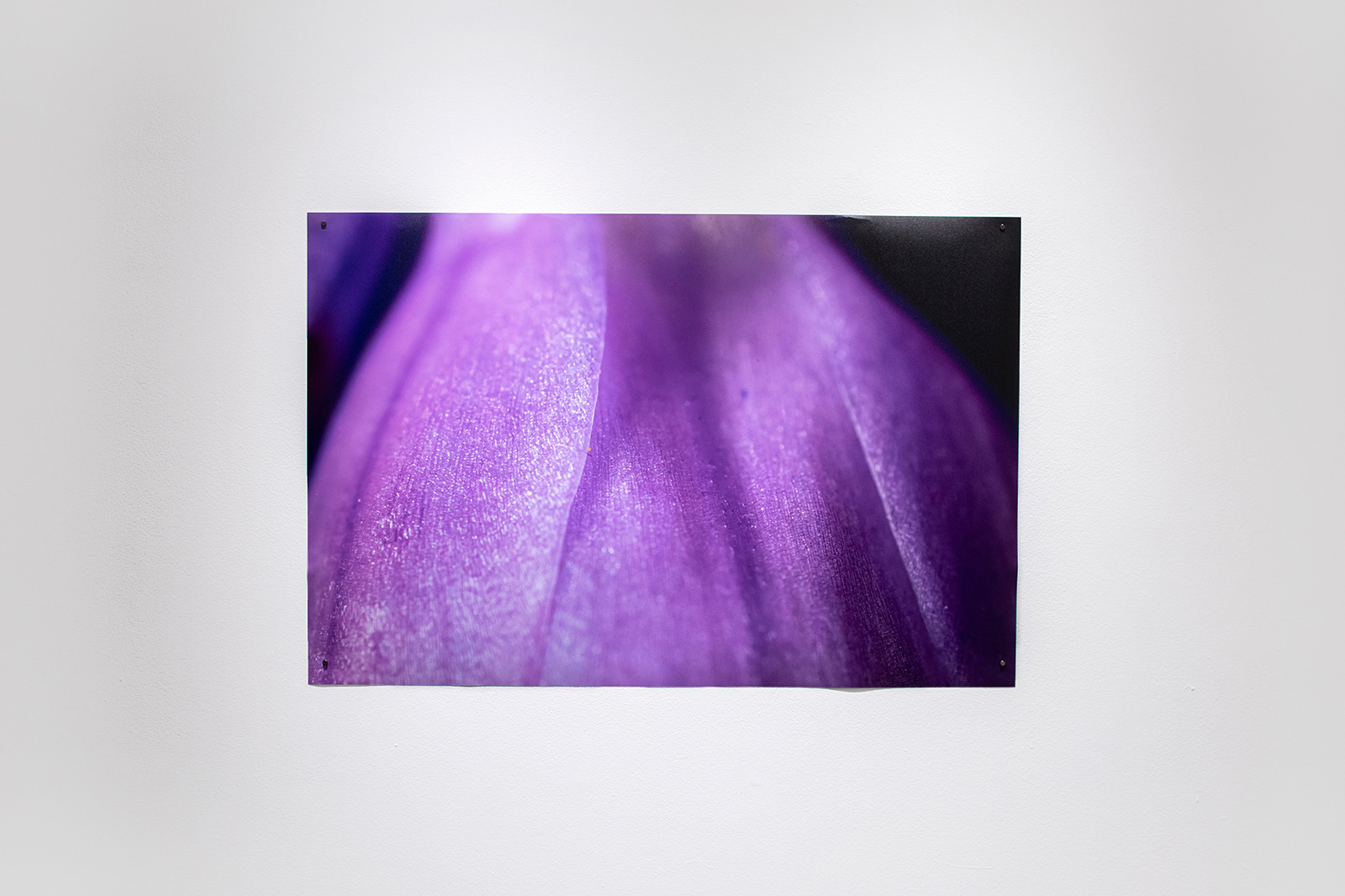 Installation View, "Tulip Skirt"