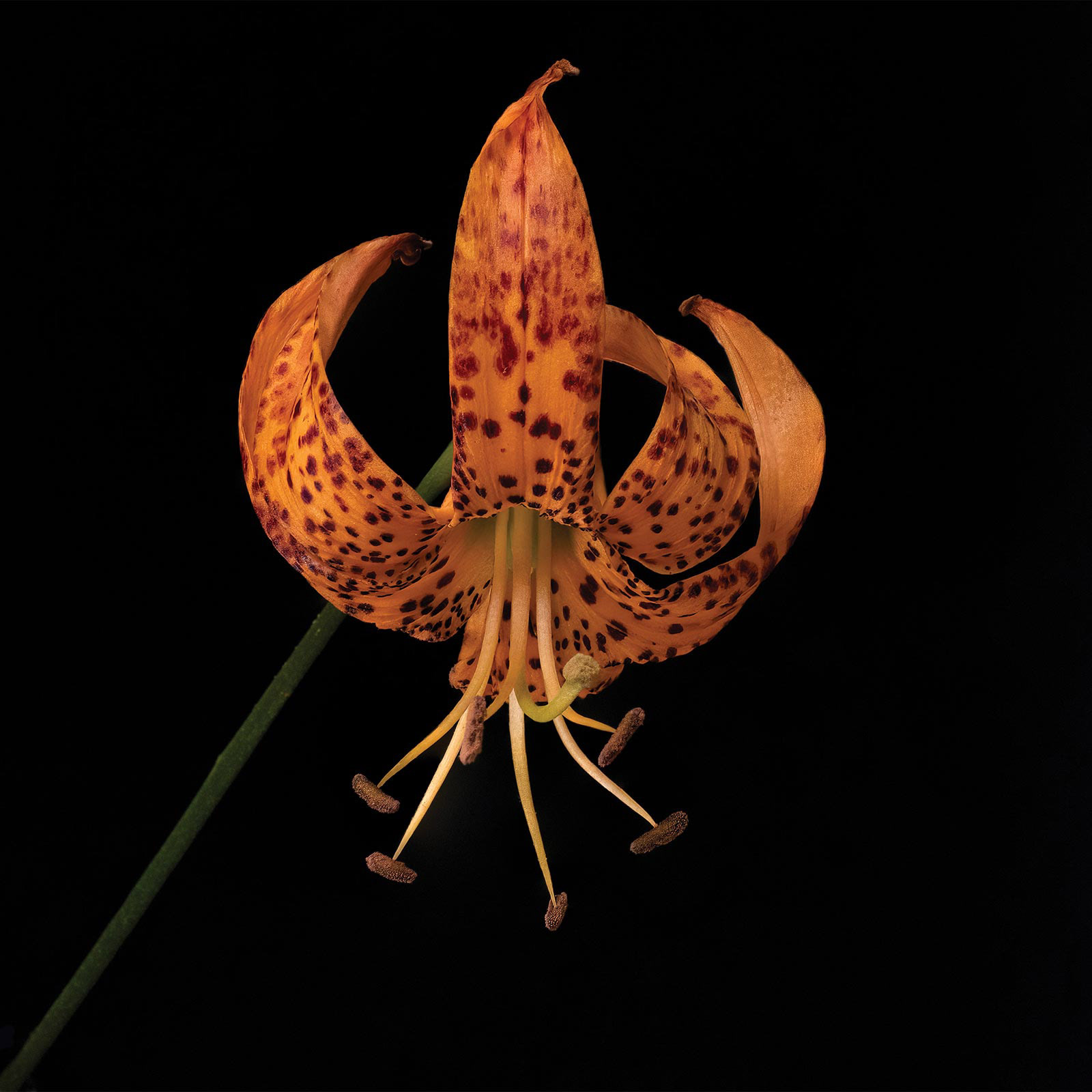 Tiger Lily: July 11