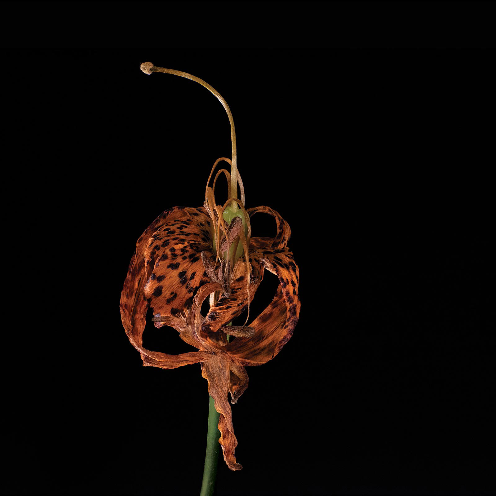 Tiger Lily: July 17