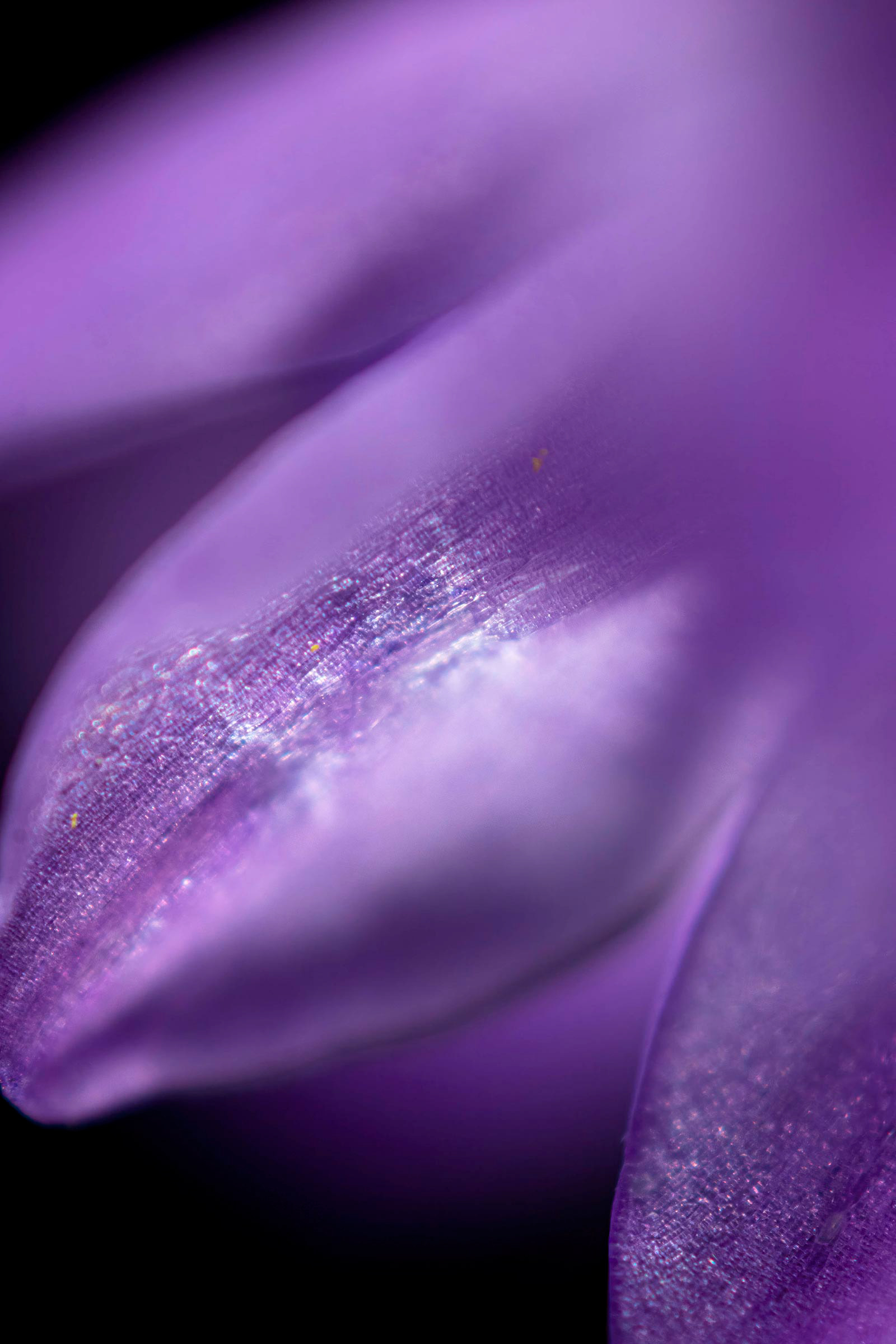 "Prom Dress." Macro image of a wild hyacinth. 2023. 24x36”