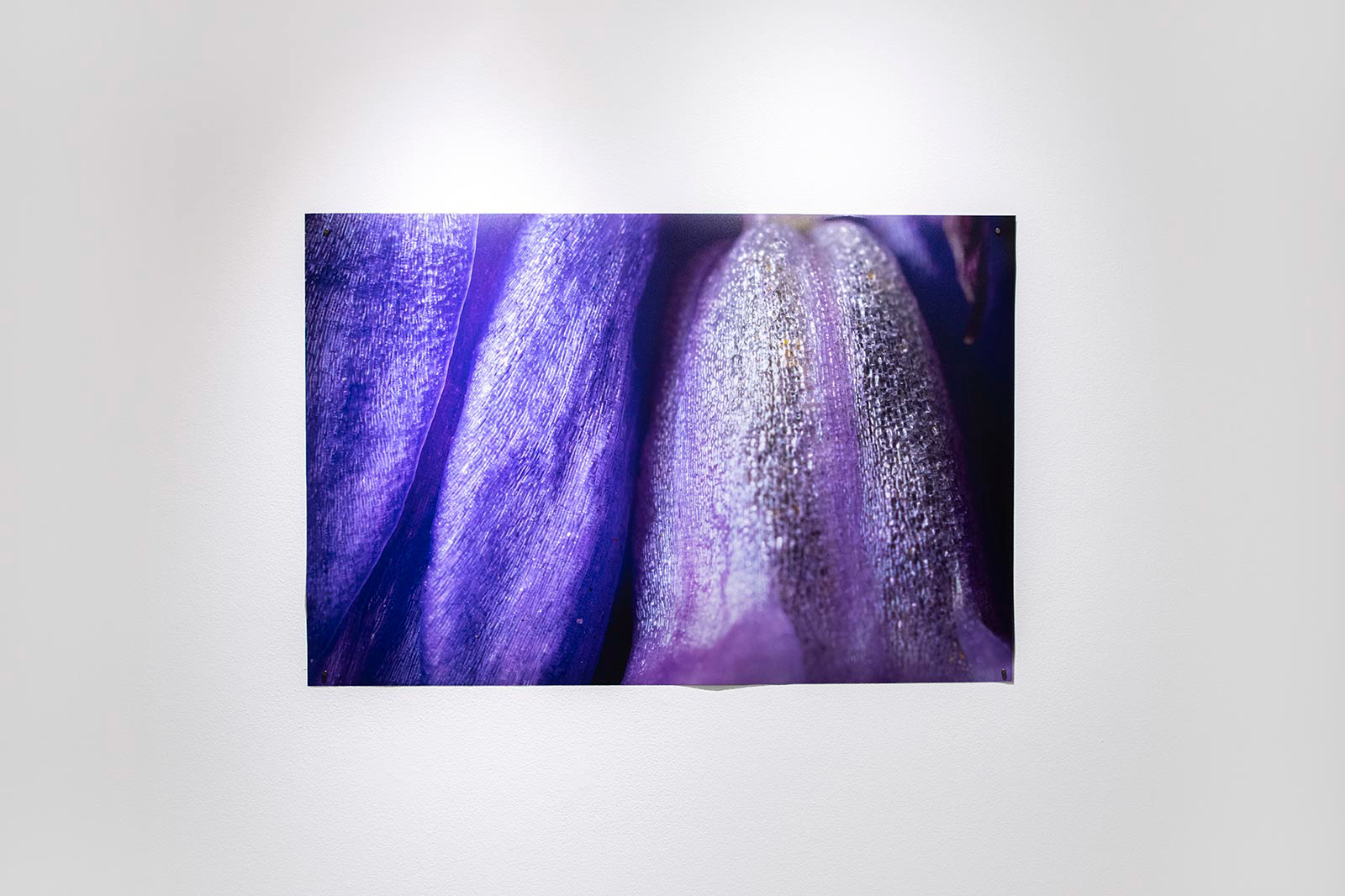 Installation View, "Purple Corduroy with Rhinestones"