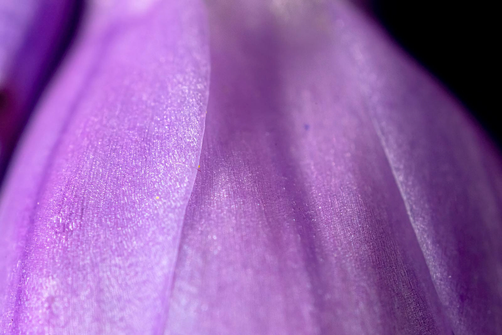 "Tulip Skirt." Macro image of a wild hyacinth. 2023. 36x24” .