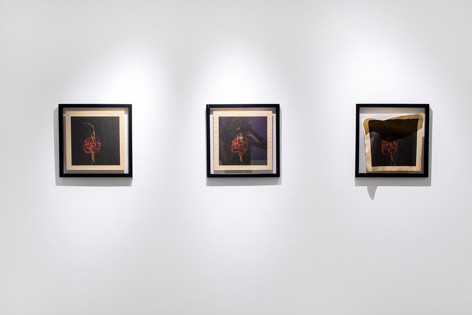 Installation view of "Transposing Forms"