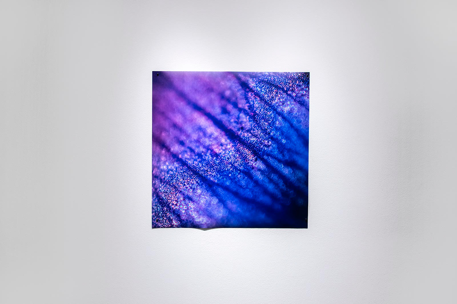 Installation View, "River in Periwinkle"