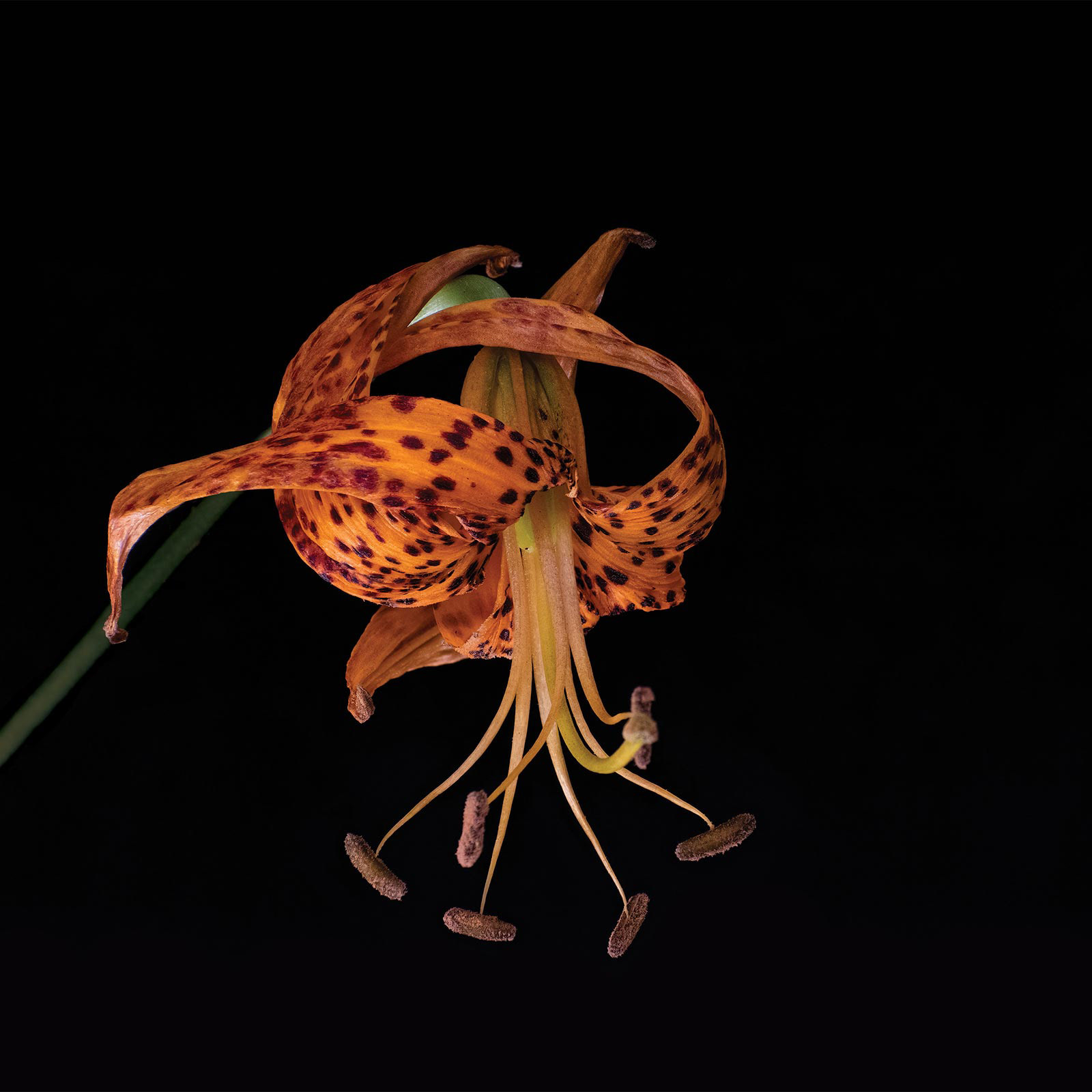 Tiger Lily: July 14