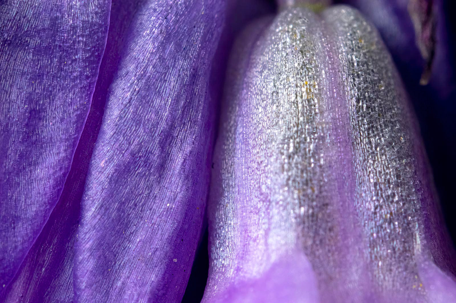 "Purple Corduroy with Rhinestones." Macro image of a wild hyacinth . 2023. 36x24”