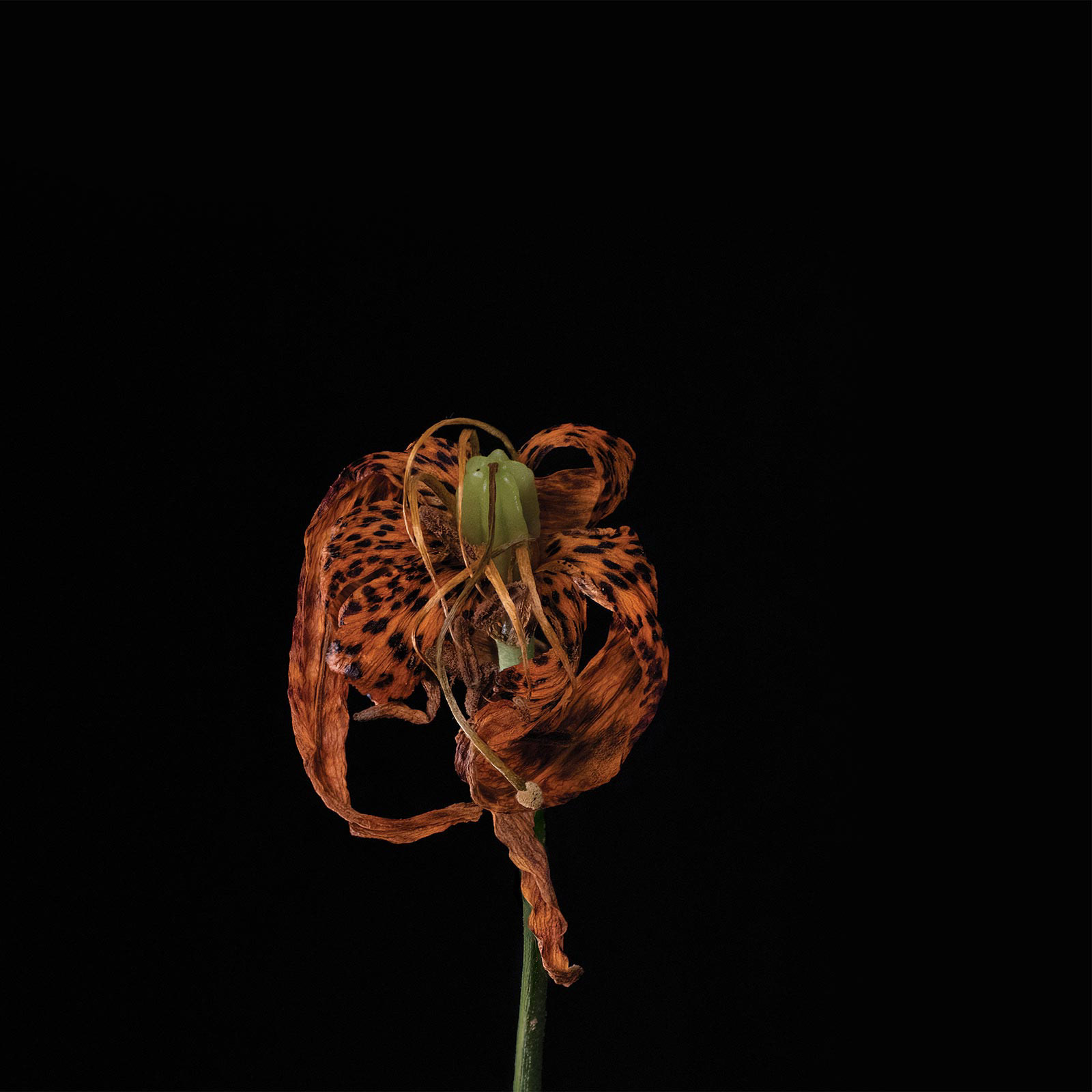 Tiger Lily: July 25