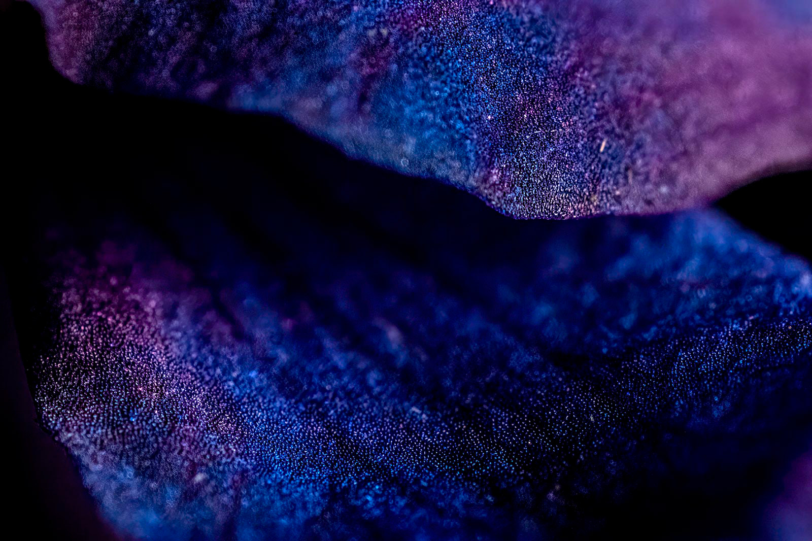 "Bespoke in Blue." Macro image of a Parry’s Larkspur. 2022. 36x24”.