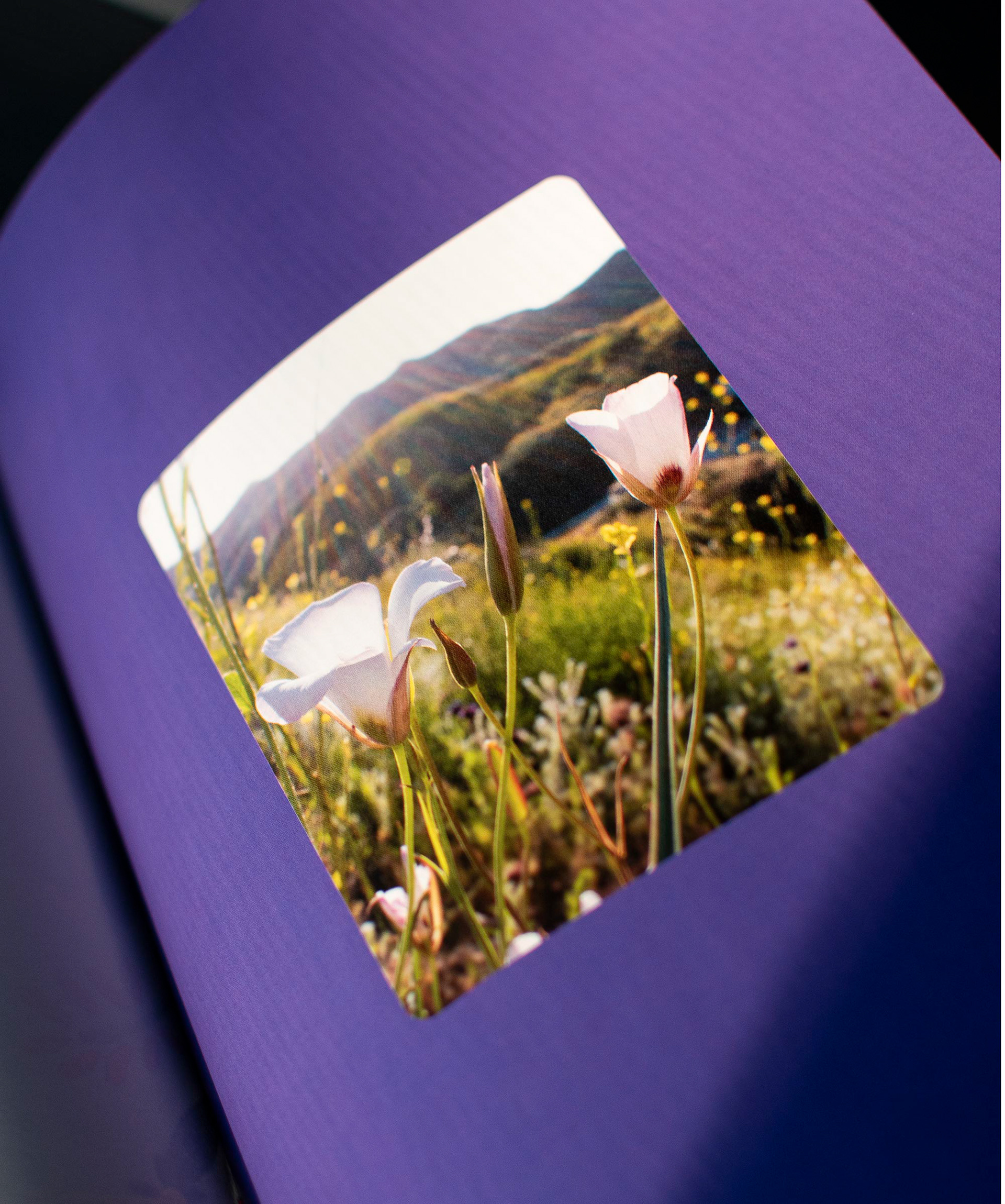 Inside cover