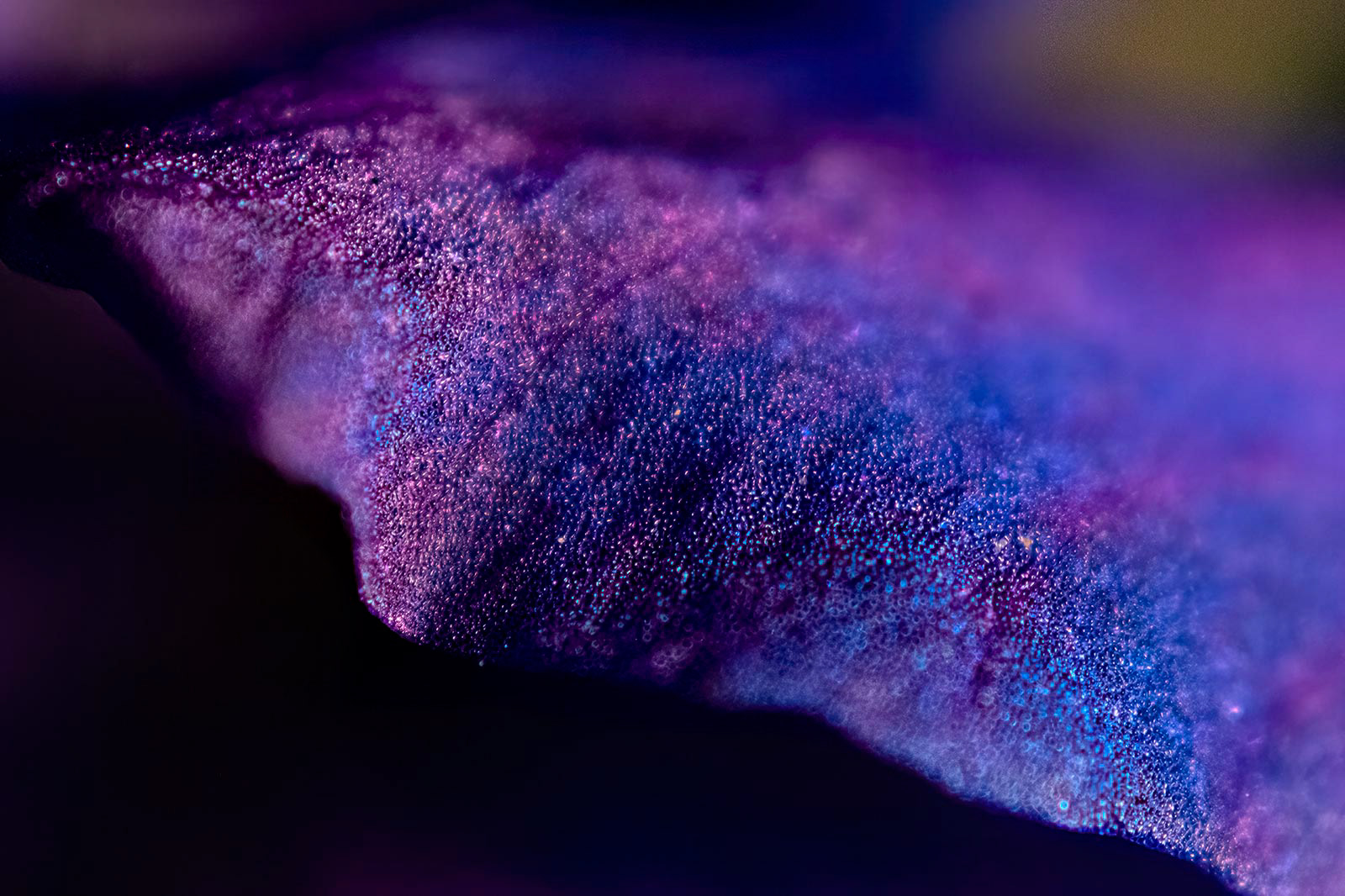 "Ridgeline." Macro image of a Parry’s Larkspur. 2022. 36x24”.