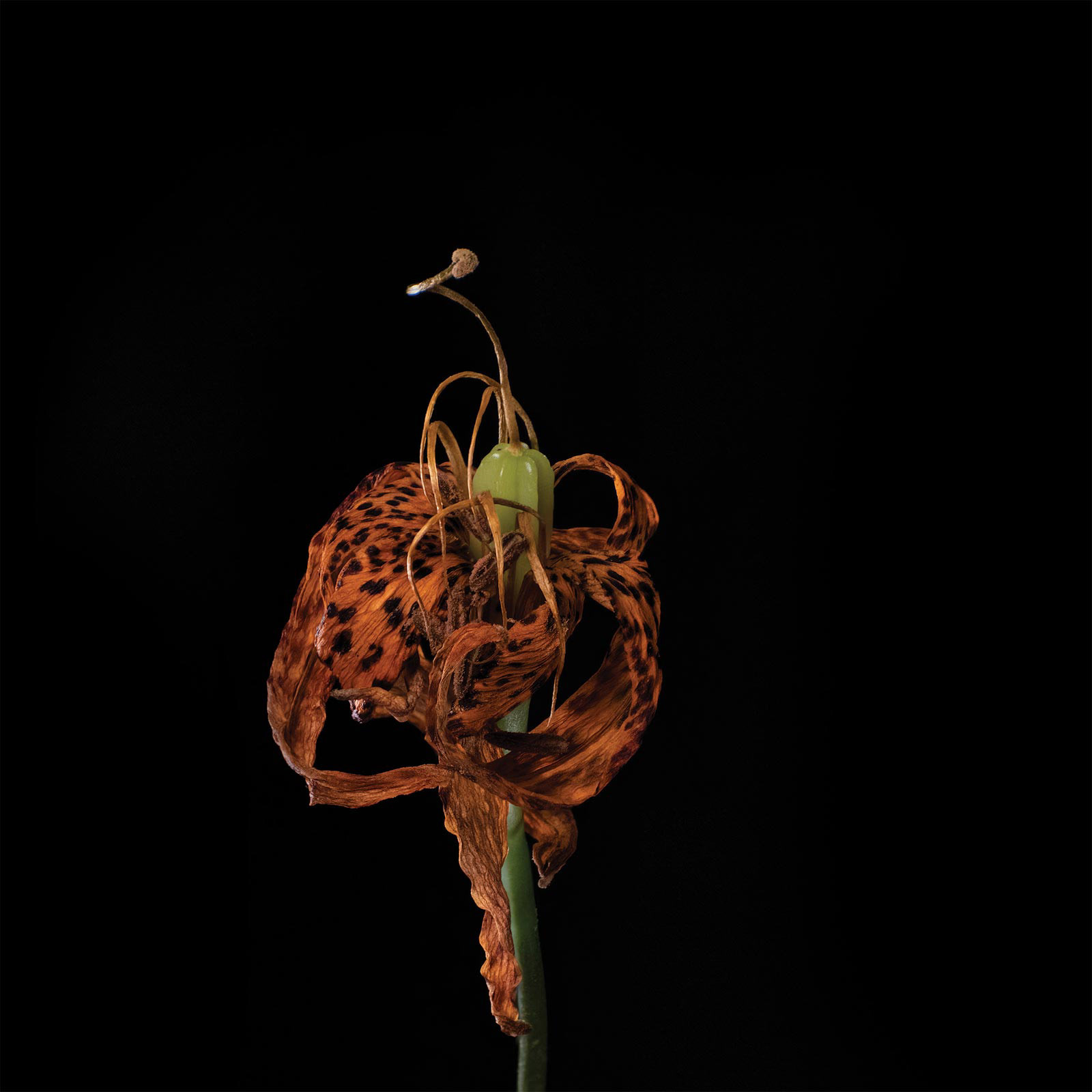 Tiger Lily: July 19