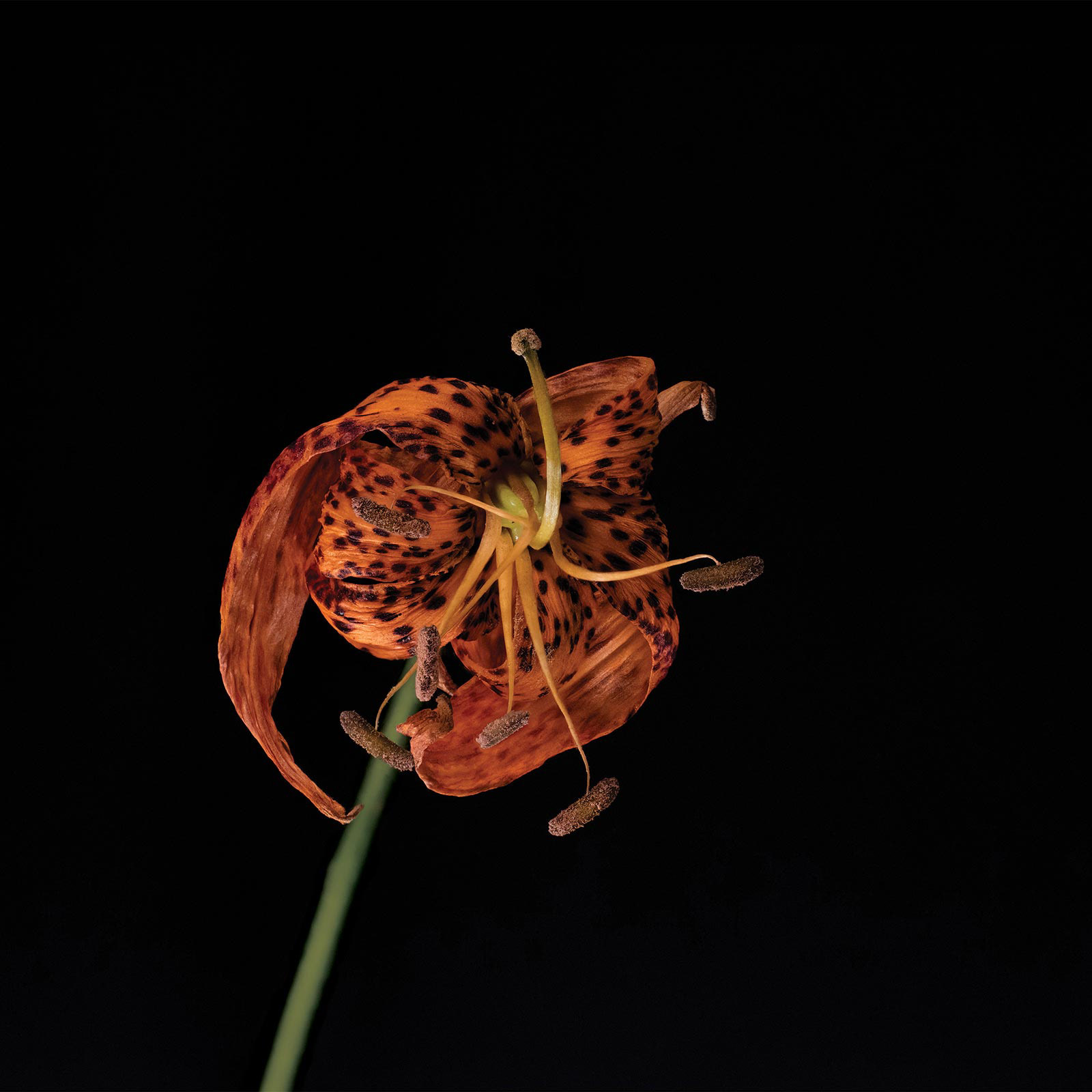 Tiger Lily: July 15