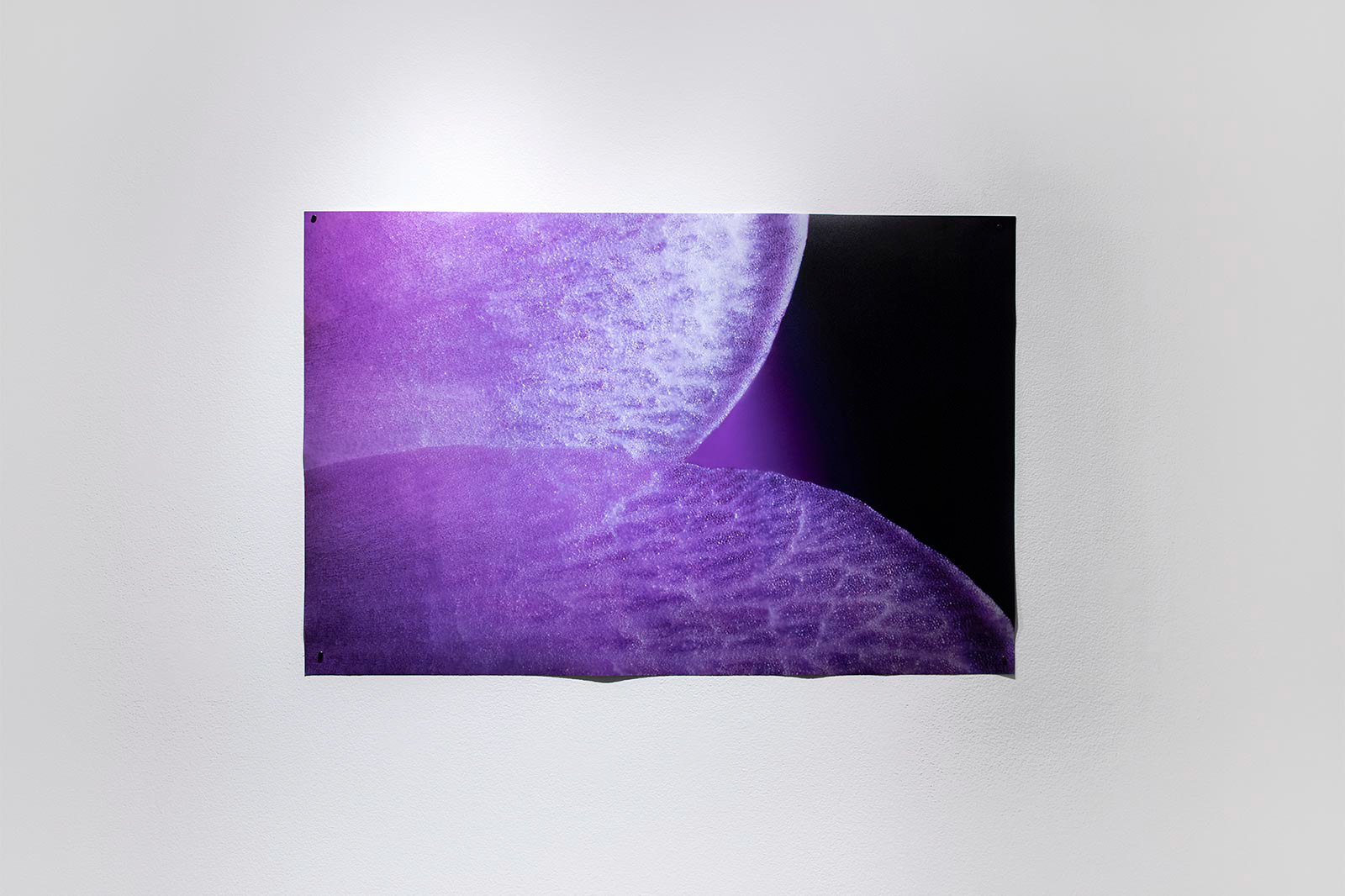 Installation View, "Dainty"