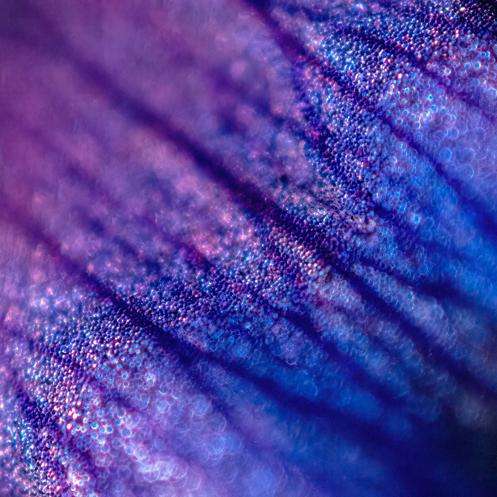 "Dainty." Macro image of a bush mallow. 2021. 36x24”