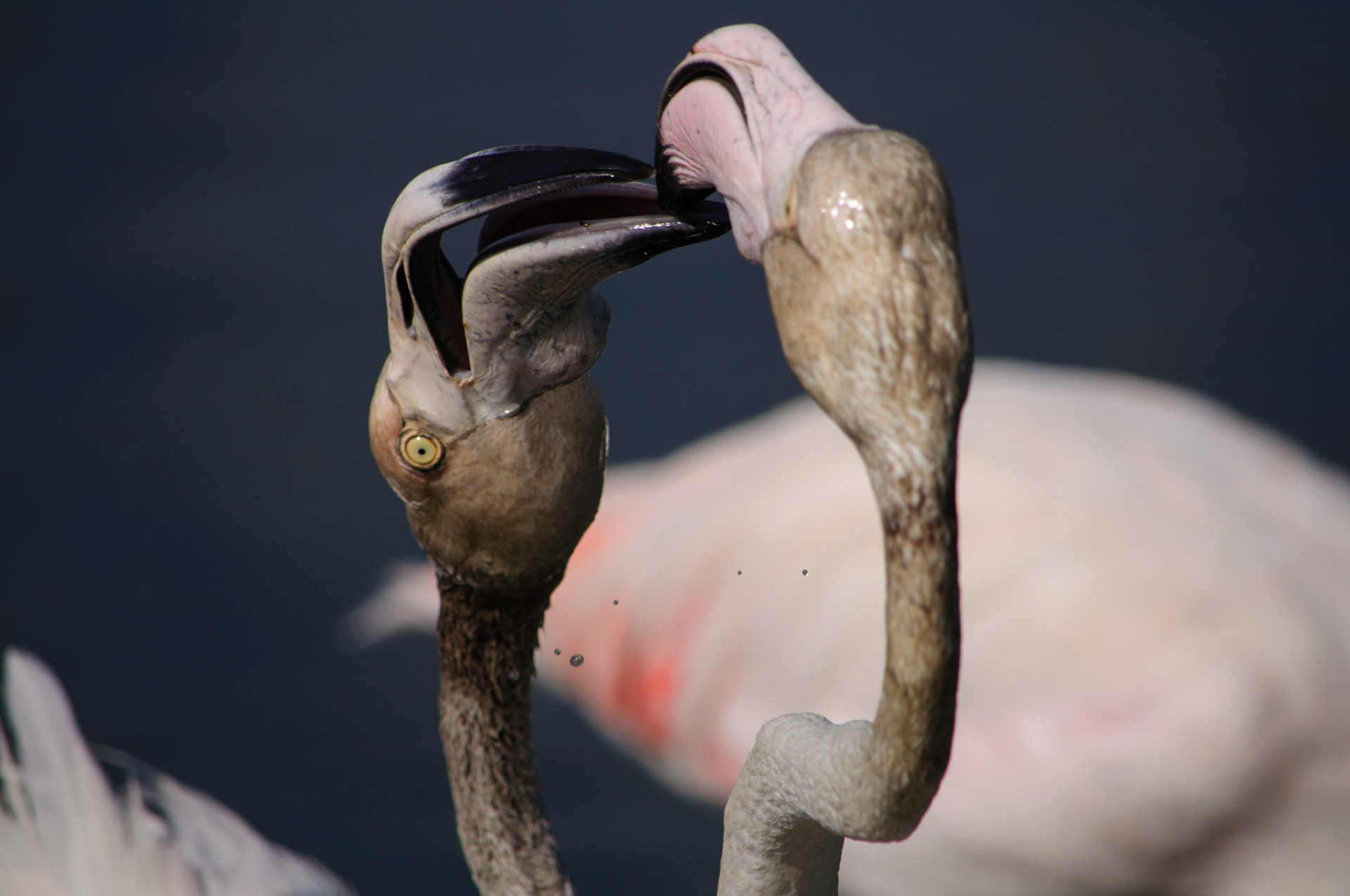 Flamingos fighting for a fishing spot.