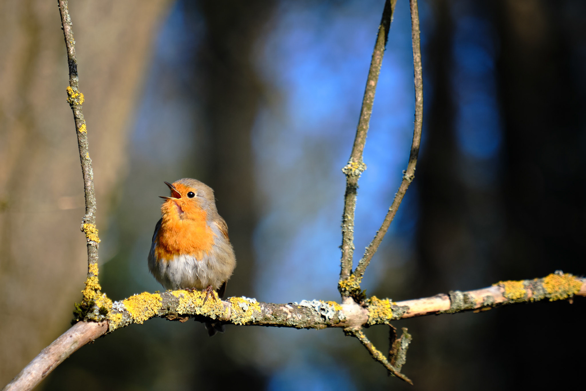 "in order to see birds it is necessary to become a part of the silence." – robert lynd