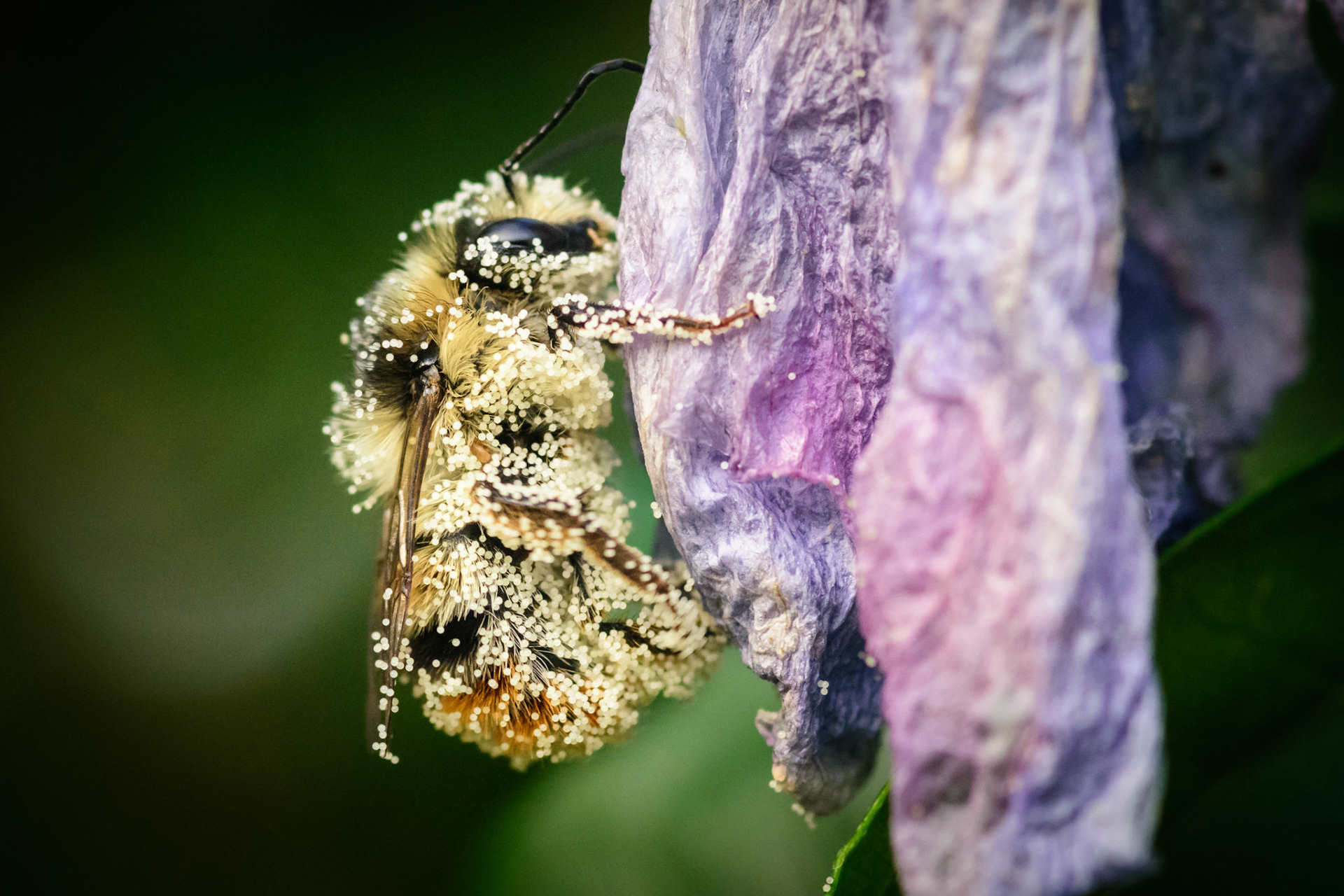 did you know that worker bees visit more than four million blossoms to produce one kilogram of honey? their job is not only tiresome but can also get pretty dirty; just after visiting a few  hibiscus blossoms this worker bee got all covered in pollen and could hardly fly; i caught it while trying to unload some of the undesirable cargo;